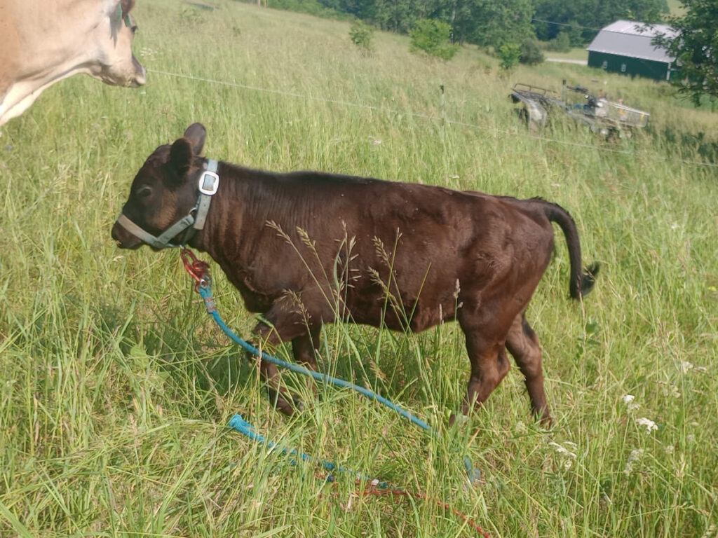 Black calf with halter in pasture