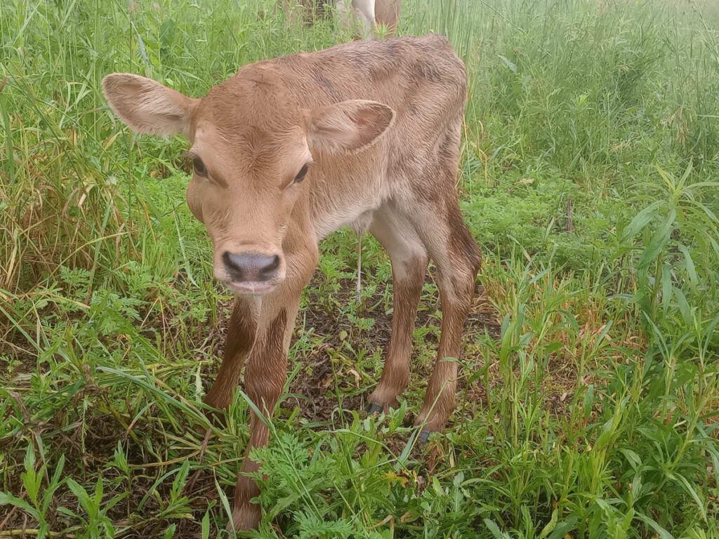 newborn Jersey calf on pasture