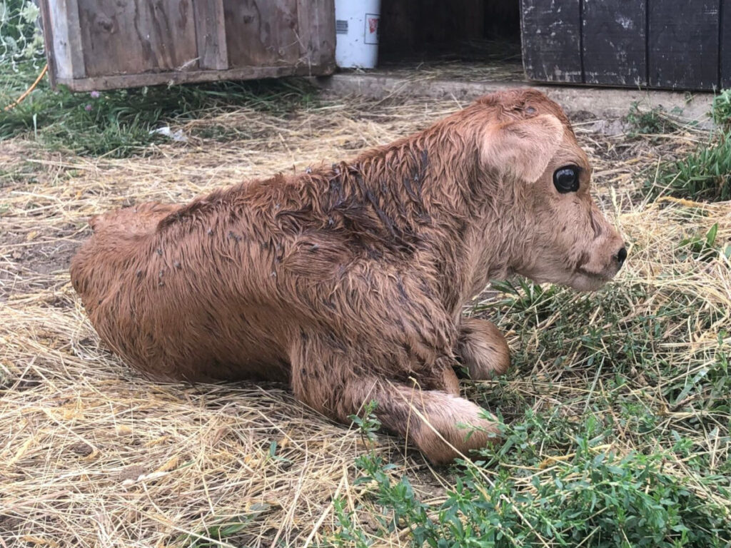 Newborn jersey calf