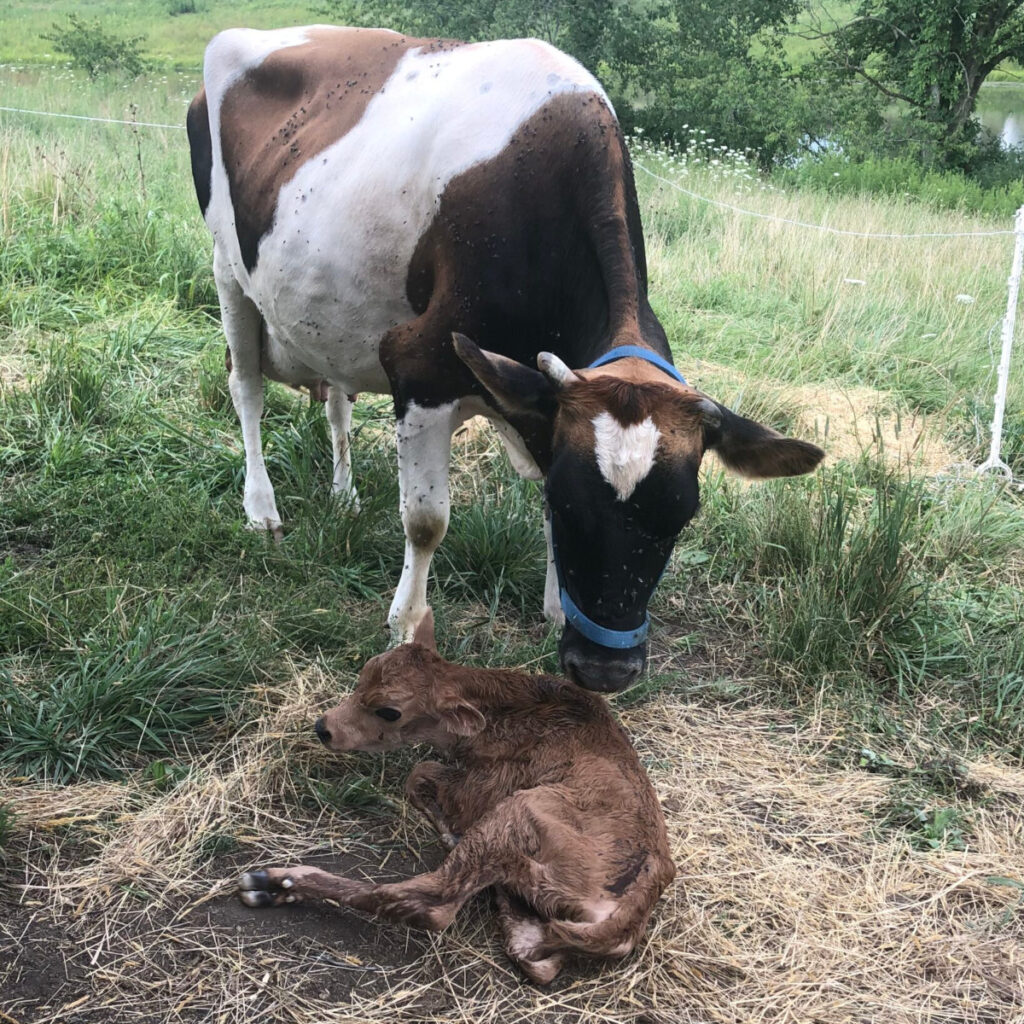 Cow and calf