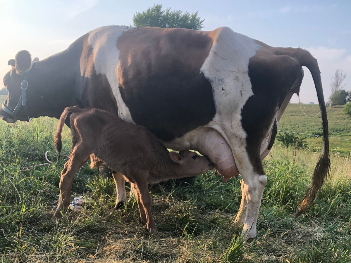 Jersey calf nursing mother