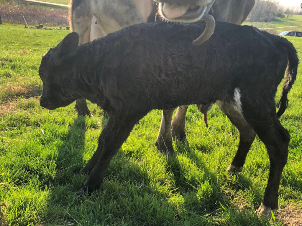 Black calf with mother