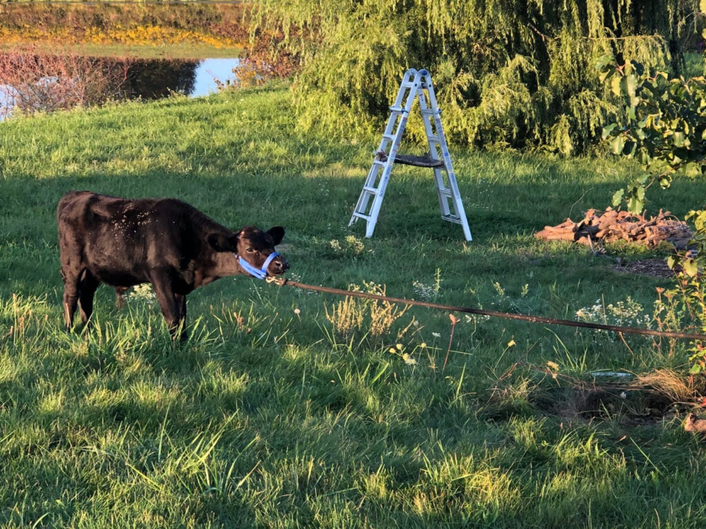 Bull calf tied to a tree