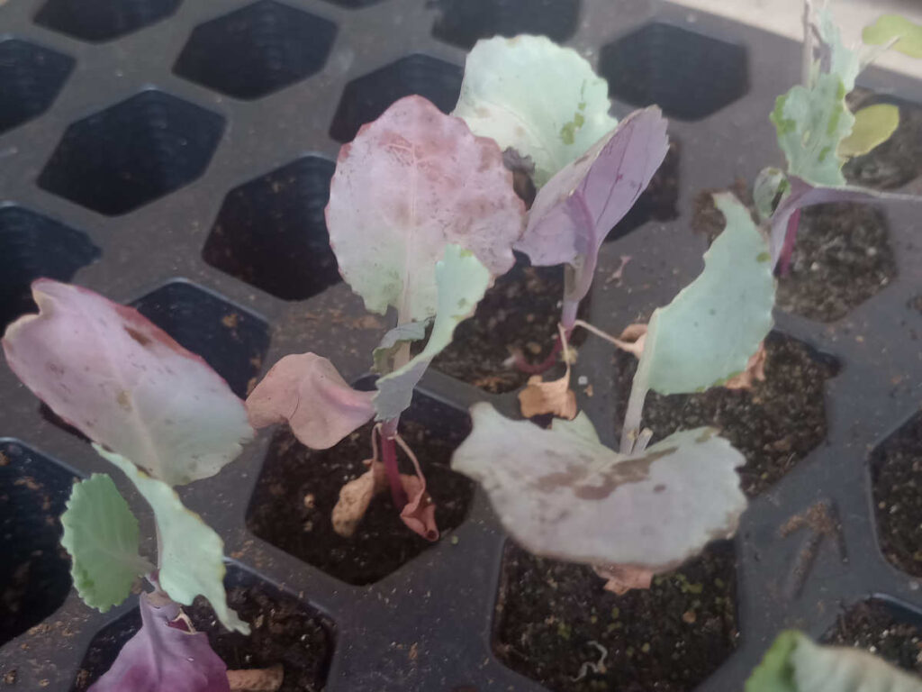 cabbage summer seedlings