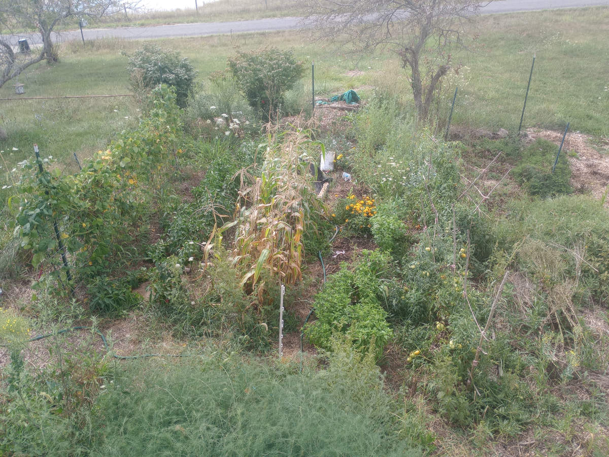 Garden in Summer