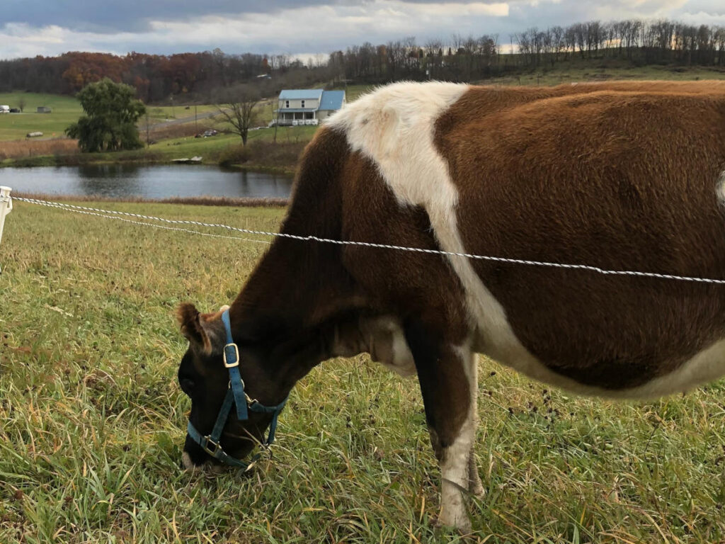 Jersey-Friesian Cow grazing in single strand polywire
