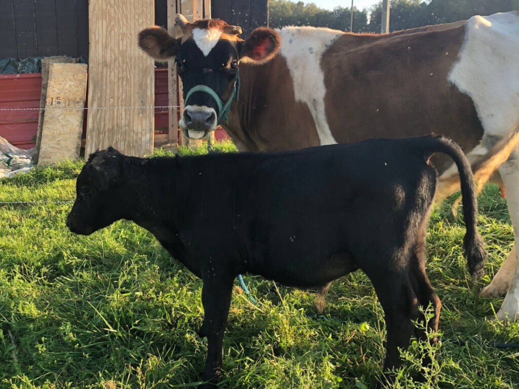 Jersey frisian cow and dexter cross calf