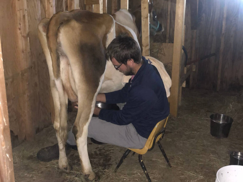 Cow being hand milked