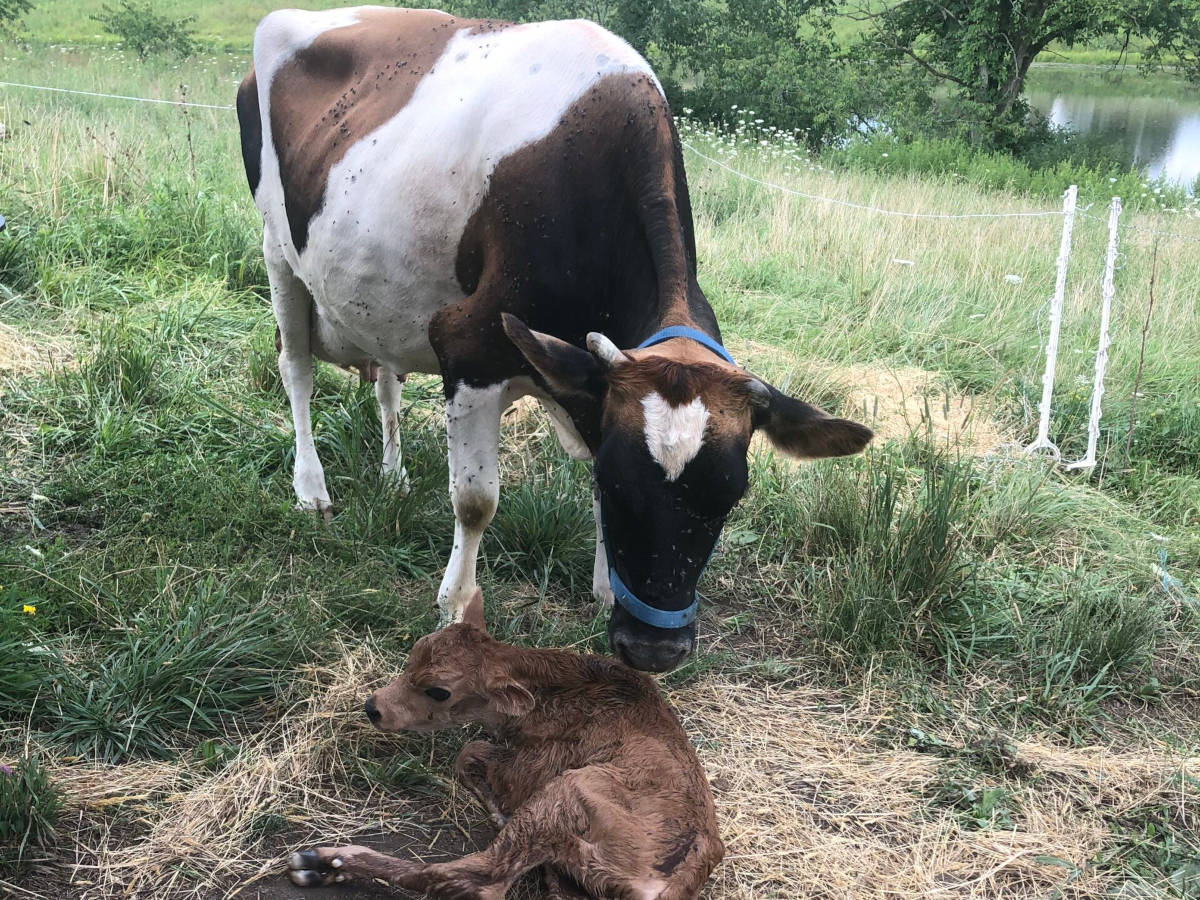 Jersey Friesian Cow and Newborn Calf