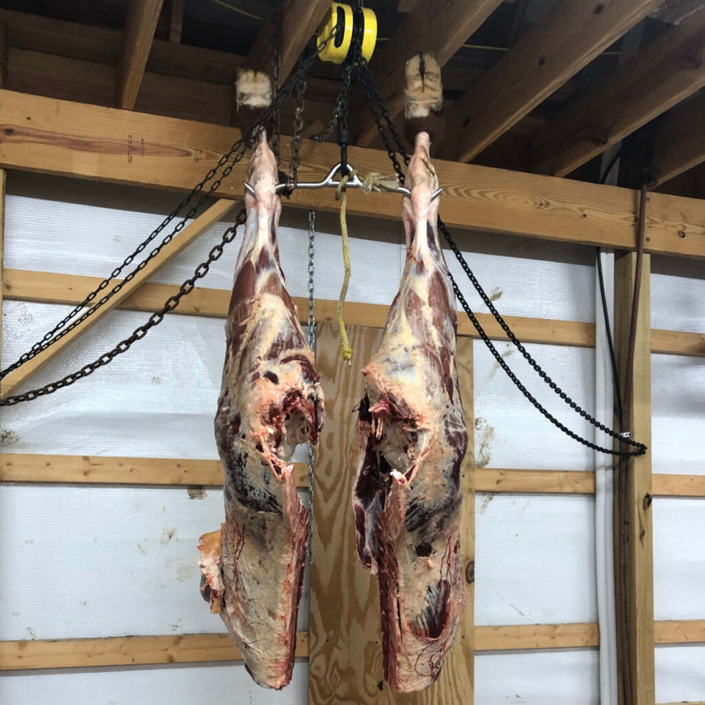 Beef hind quarters hanging in barn