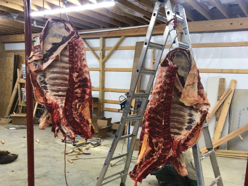 Beef front quarters hanging in barn
