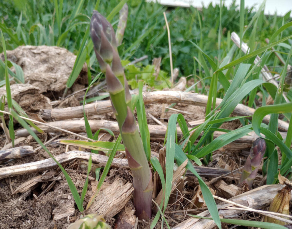 Asparagus growing