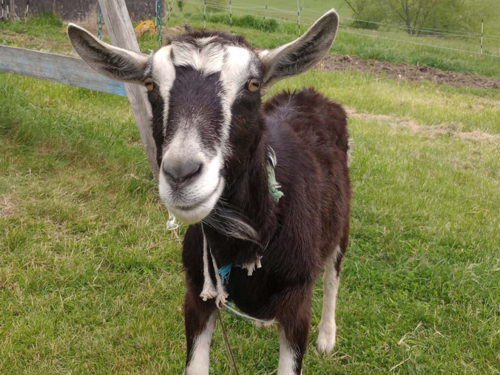 goat portrait
