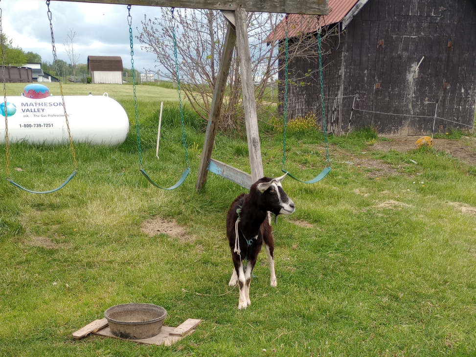 Goat tethered to swing set