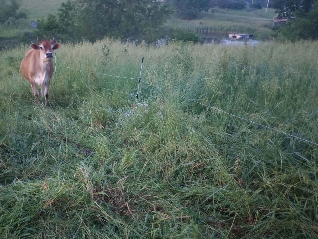 Cow in high pasture grass