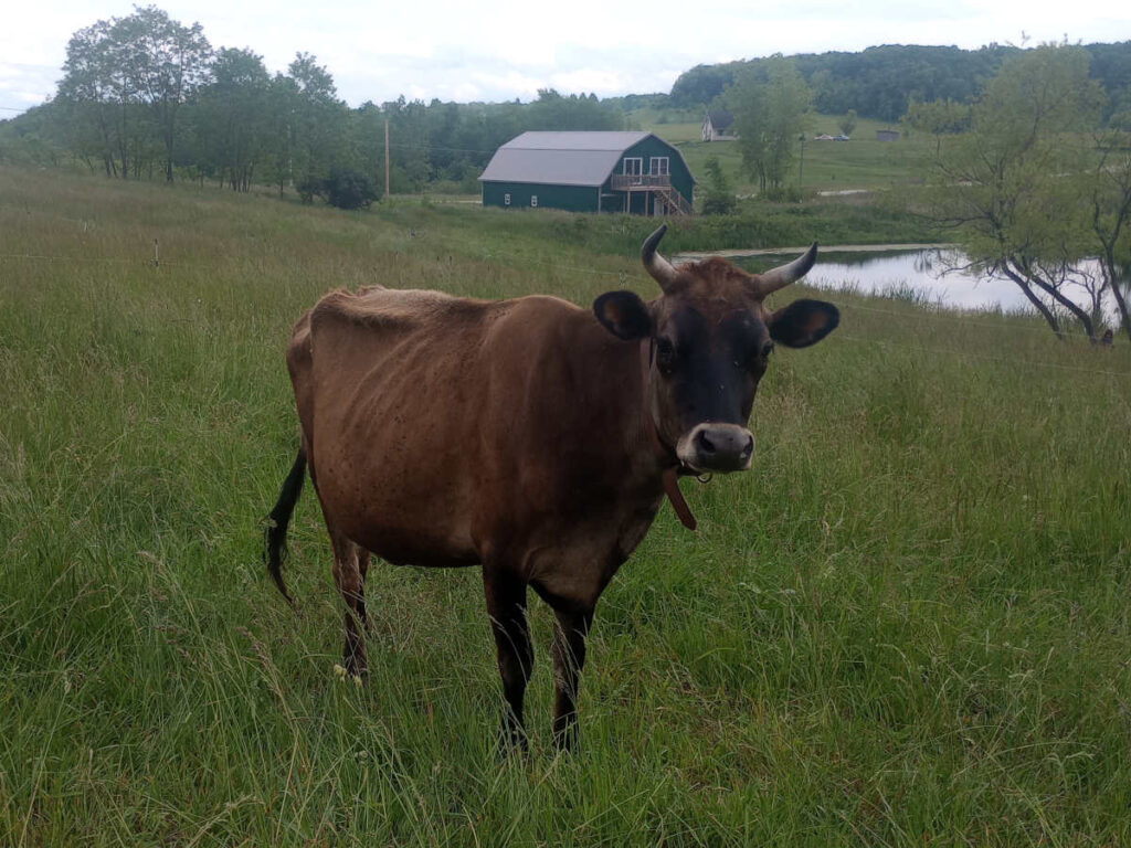 Jersey cow in pasture