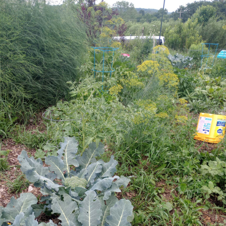 summer garden with broccoli and dill