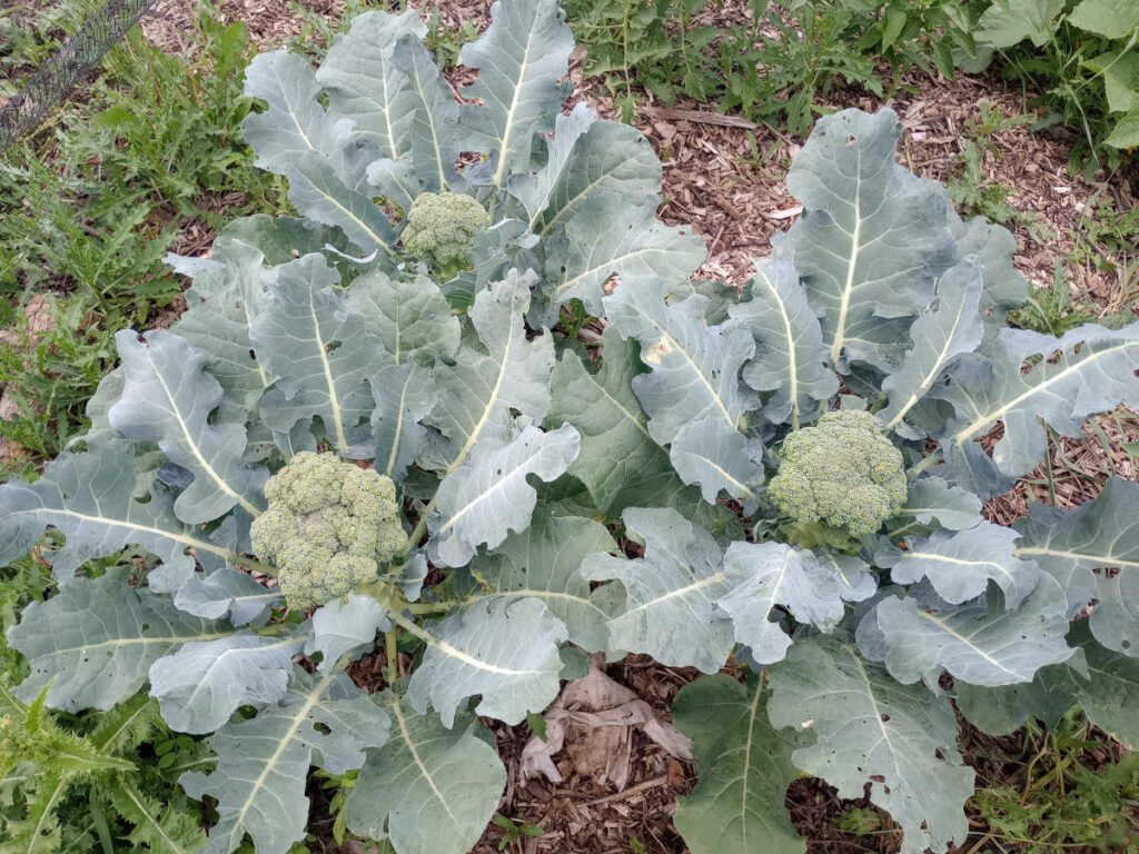 Broccoli in summer garden