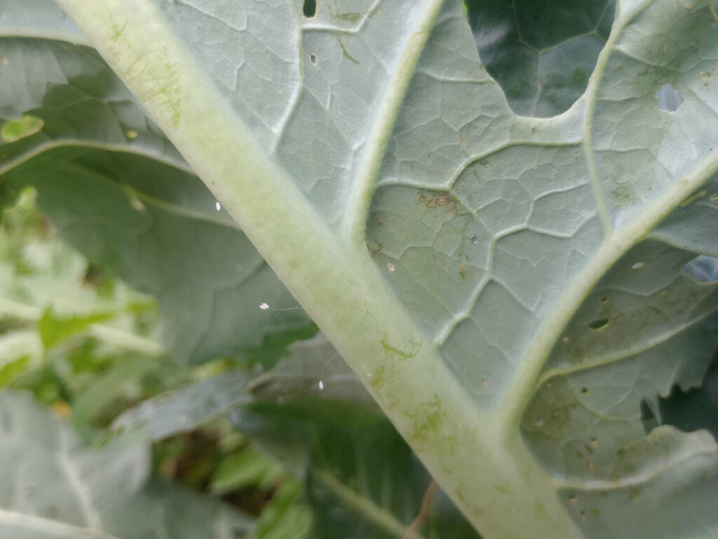 Broccoli leaf with lacewing eggs