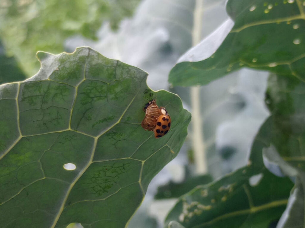 Ladybug