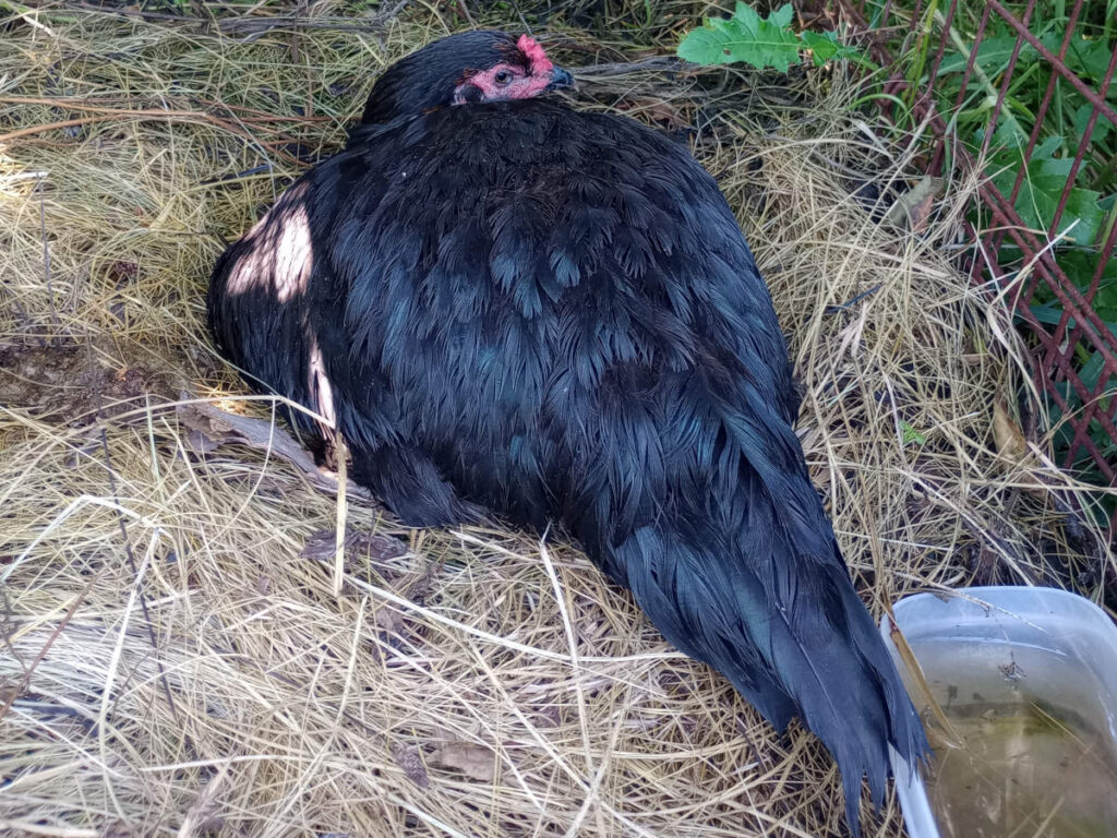 Black chicken on nest