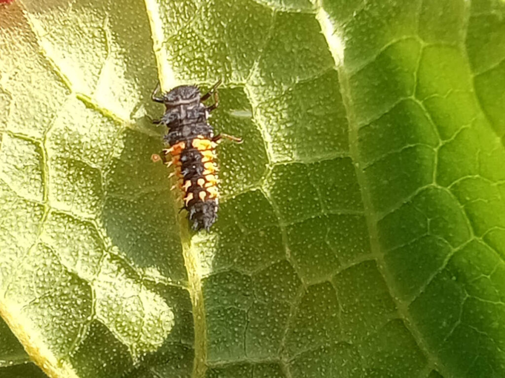 Asian LadyBeetle