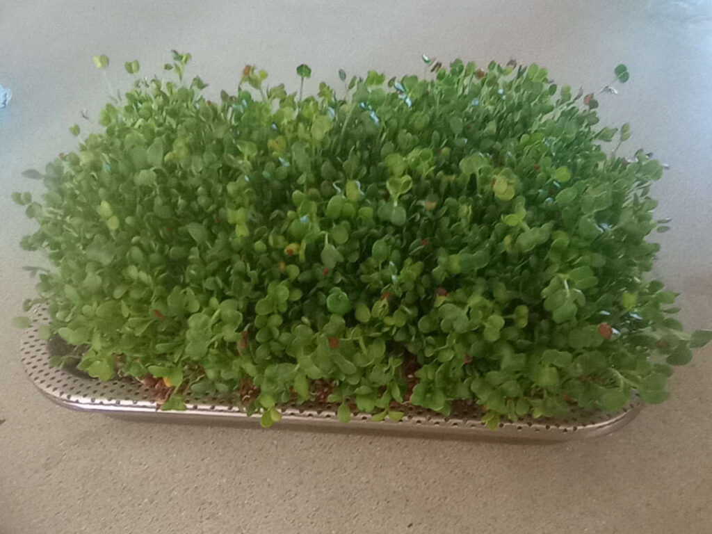 Sprouts in stainless steel tray.